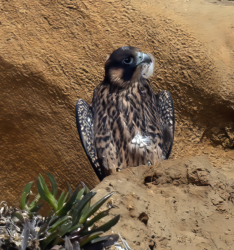 Peregrine_Falcon_21_CA_240