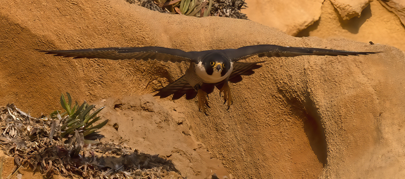 Peregrine_Falcon_21_CA_283