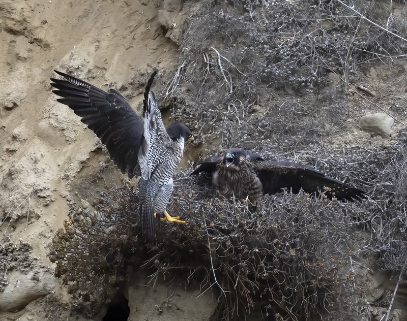 Peregrine_Falcon_21_CA_396