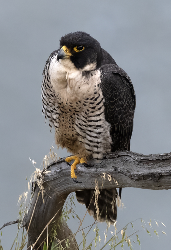 Peregrine_Falcon_23_CA_037