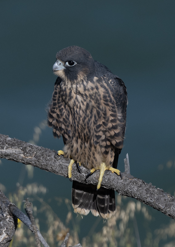 Peregrine_Falcon_23_CA_061