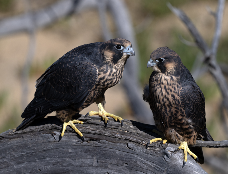Peregrine_Falcon_23_CA_082