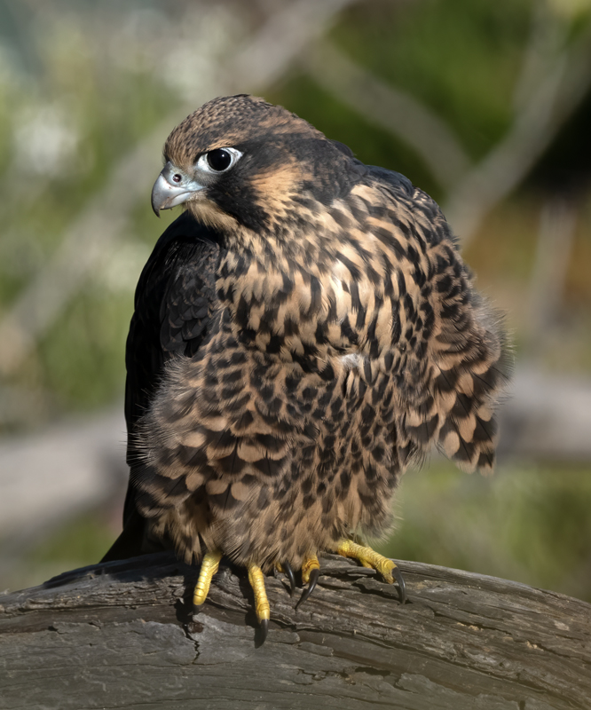 Peregrine_Falcon_23_CA_256