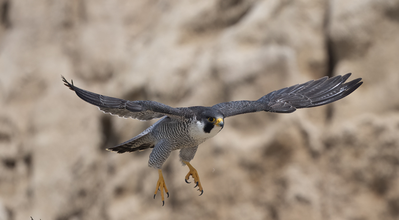 Peregrine_Falcon_24_CA_001