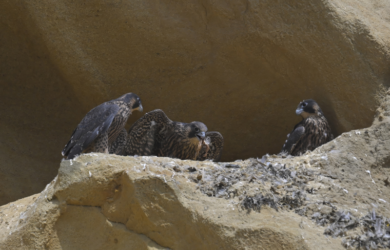 Peregrine_Falcon_25_CA_L_021