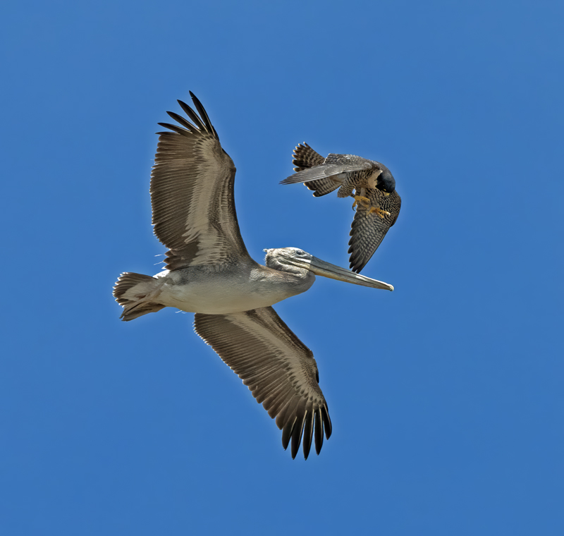 Peregrine_Falcon_25_C_505