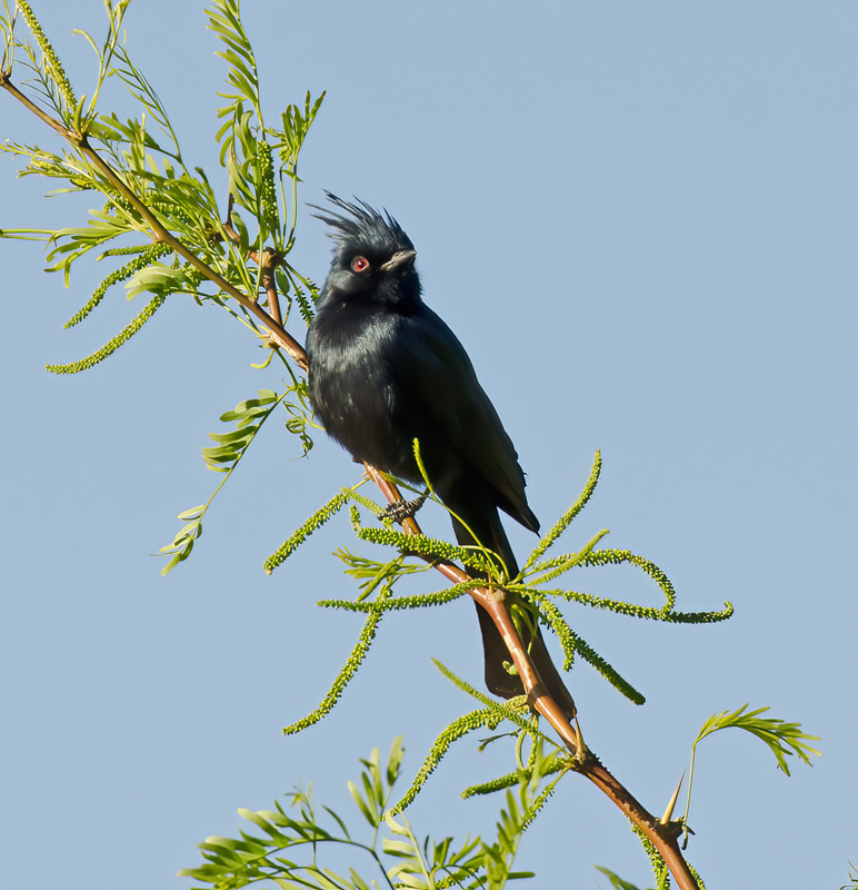 Phainopepla_13_CA_003