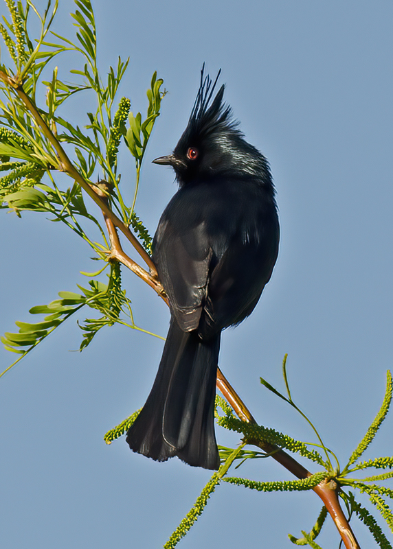 Phainopepla_13_CA_010