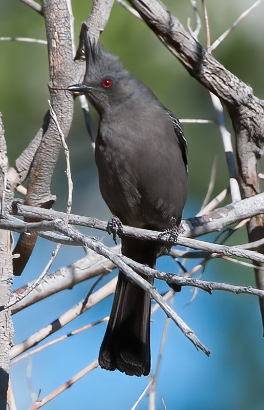 Phainopepla_13_CA_017
