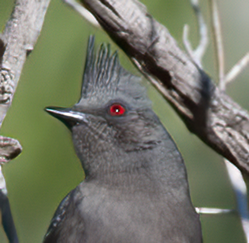 Phainopepla_13_CA_019