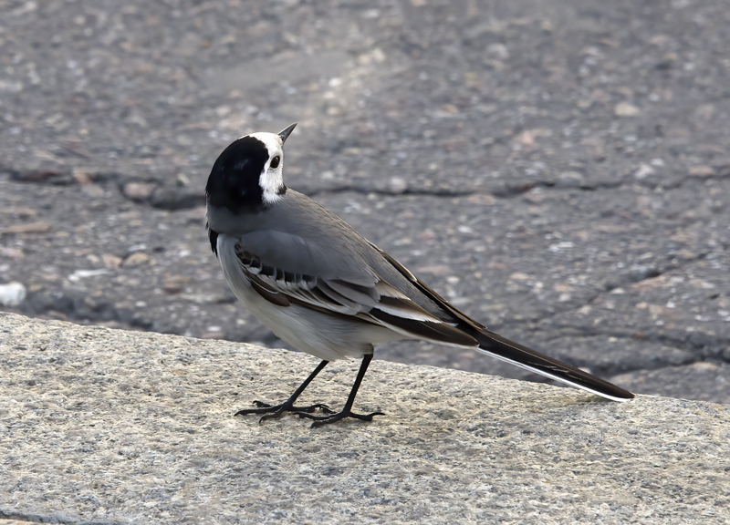 Pied_Wagtail_Russia_2017_004