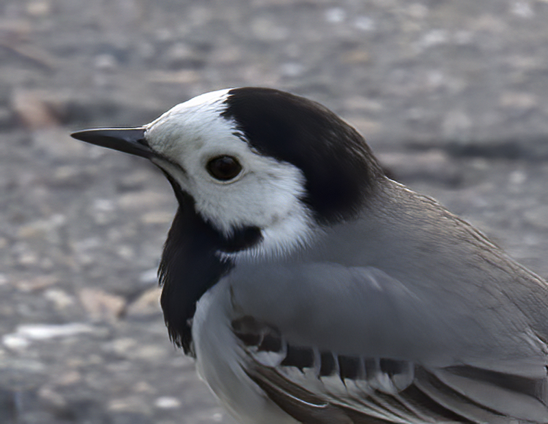 Pied_Wagtail_Russia_2017_005