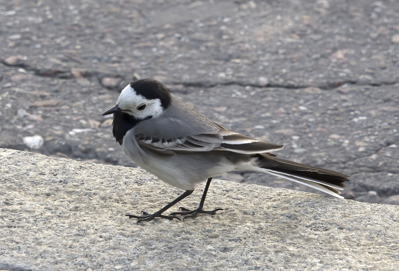 Pied_Wagtail_Russia_2017_006