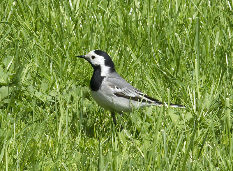 Pied_Wagtail_Russia_2017_009
