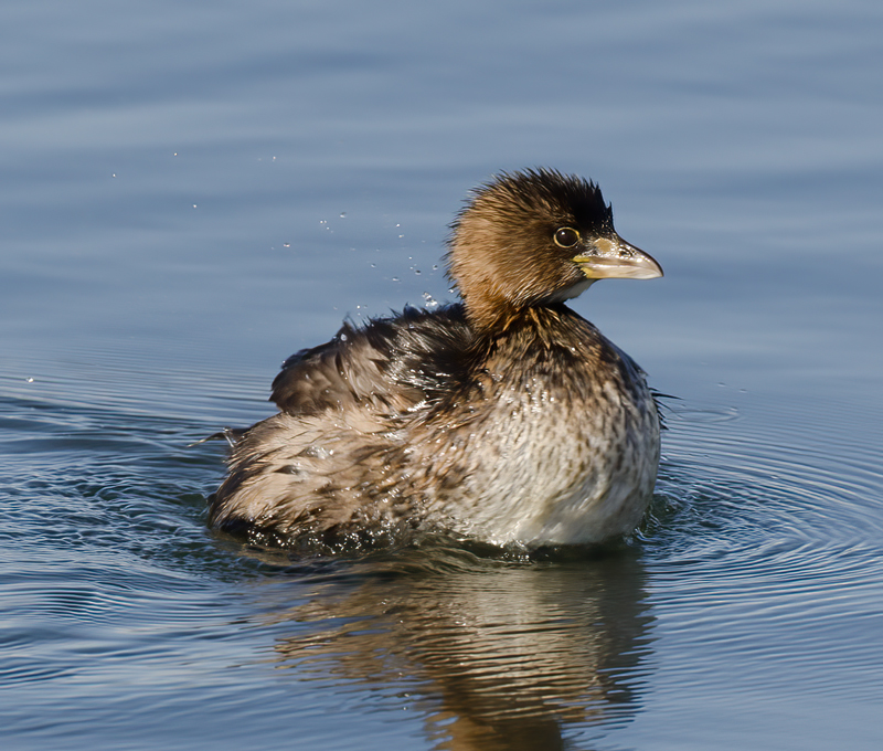 Pied_billed_Grebe_10_FL_006
