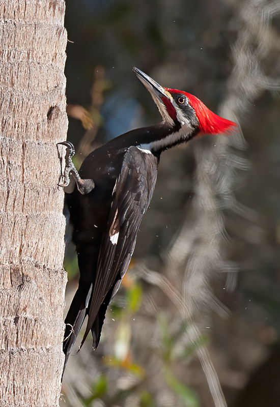 Pileated_Woodpecker_10_FL_001