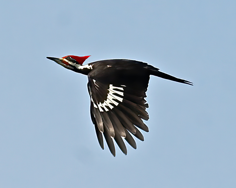 Pileated_Woodpecker_10_FL_031