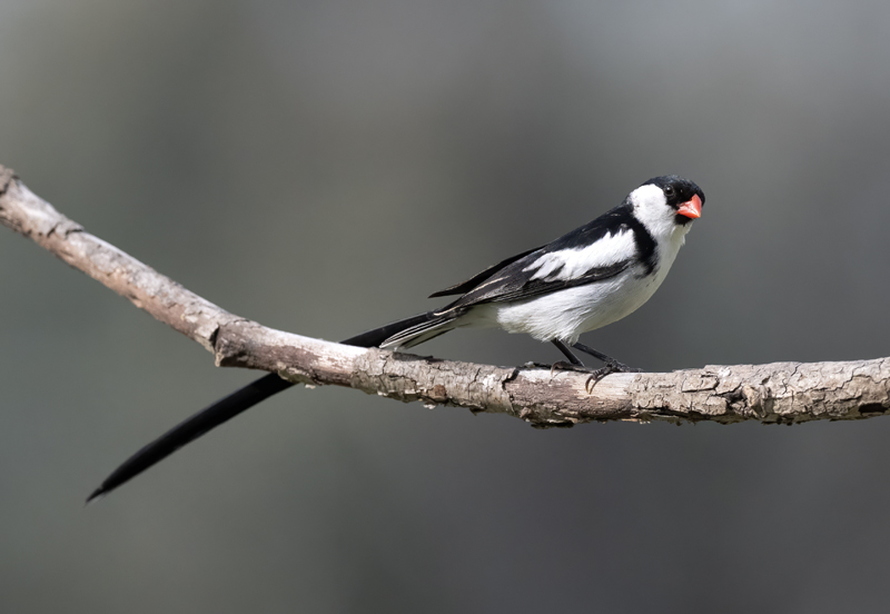 Pin-tailed_Whydah_25_CA_C_017