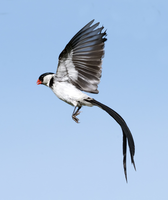 Pin-tailed_Whydah_25_CA_C_043