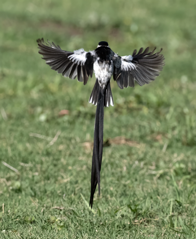 Pin-tailed_Whydah_25_CA_C_049