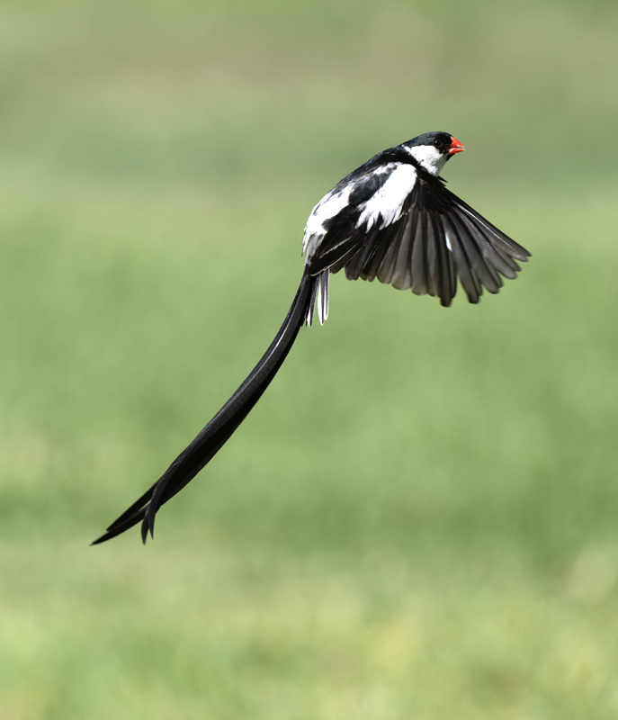 Pin-tailed_Whydah_25_CA_C_109