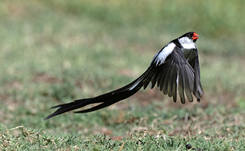 Pin-tailed_Whydah_25_CA_L_544