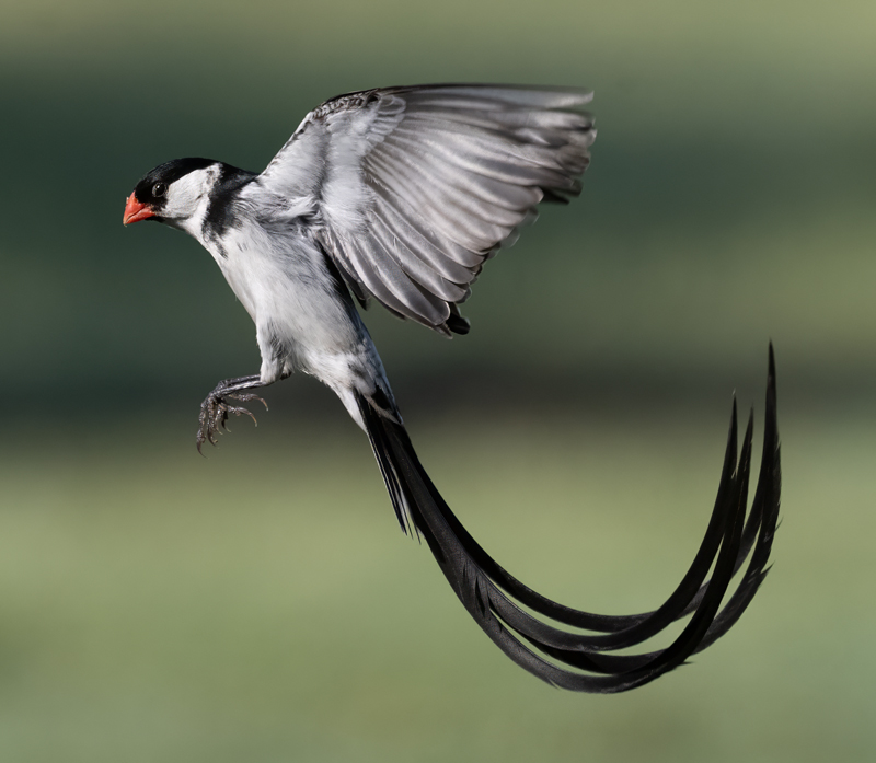 Pin-tailed_Whydah_25_CA_L_575