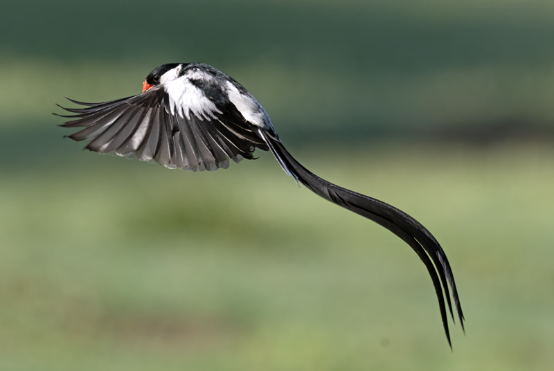 Pin-tailed_Whydah_25_CA_L_576