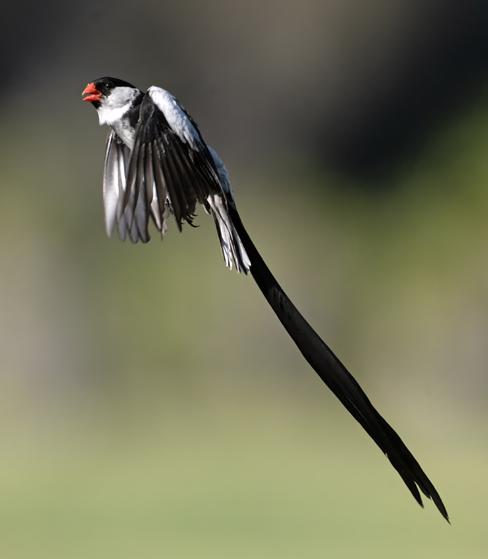 Pin-tailed_Whydah_25_CA_L_593