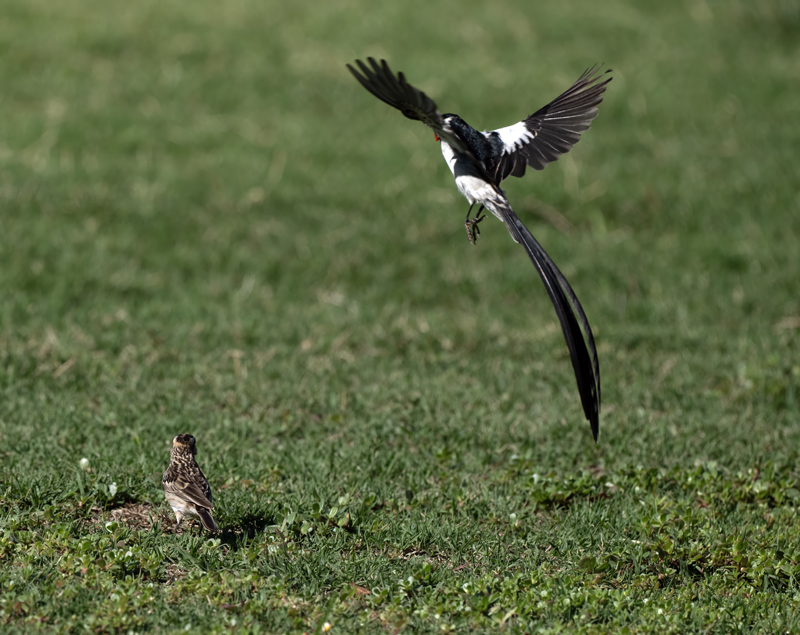 Pin-tailed_Whydah_25_CA_L_667