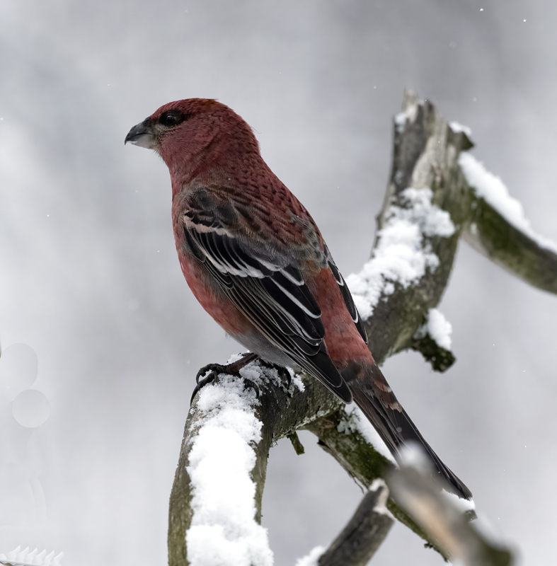 Pine_Grosbeak_23_Norway_084