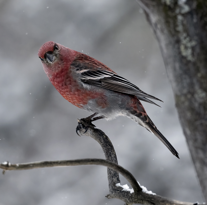 Pine_Grosbeak_23_Norway_107
