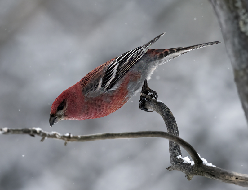 Pine_Grosbeak_23_Norway_109