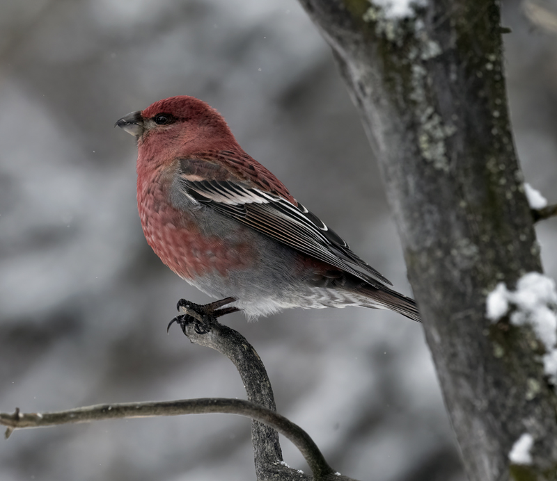 Pine_Grosbeak_23_Norway_136