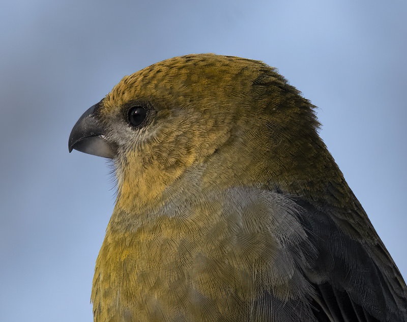 Pine_Grosbeak_23_Norway_161