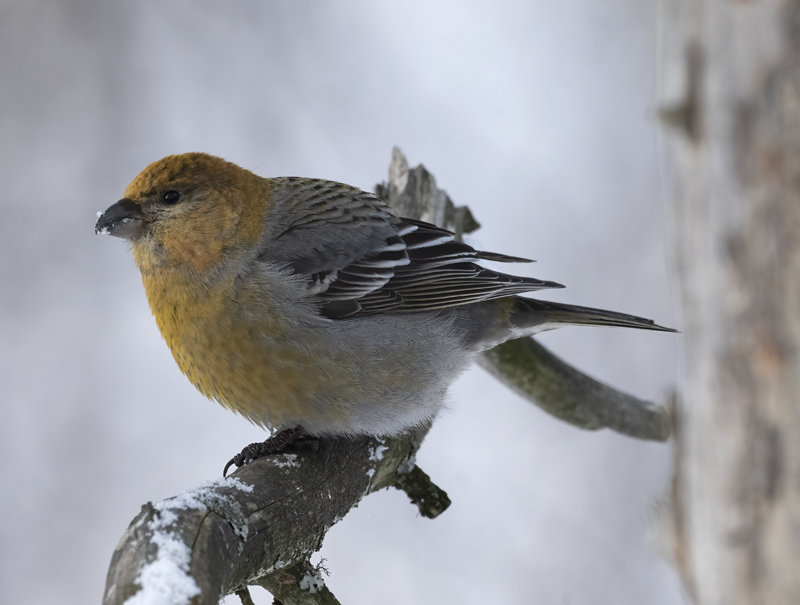 Pine_Grosbeak_23_Norway_170