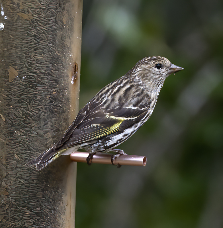 Pine_Siskin_15_AZ_008