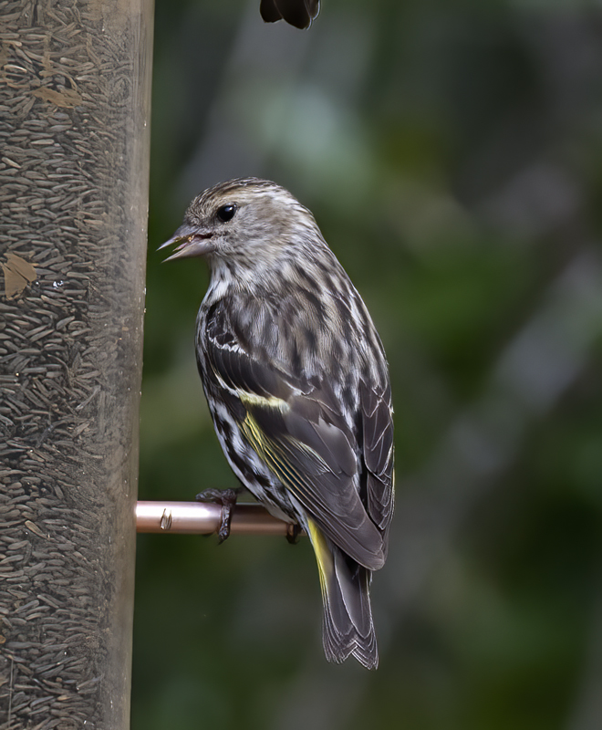 Pine_Siskin_15_AZ_012