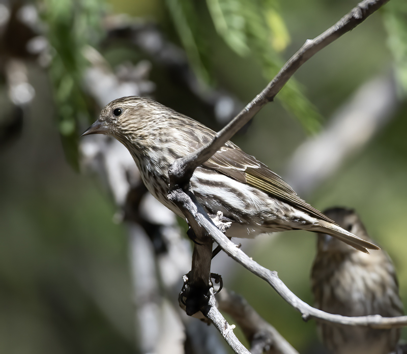 Pine_Siskin_18_AZ_004