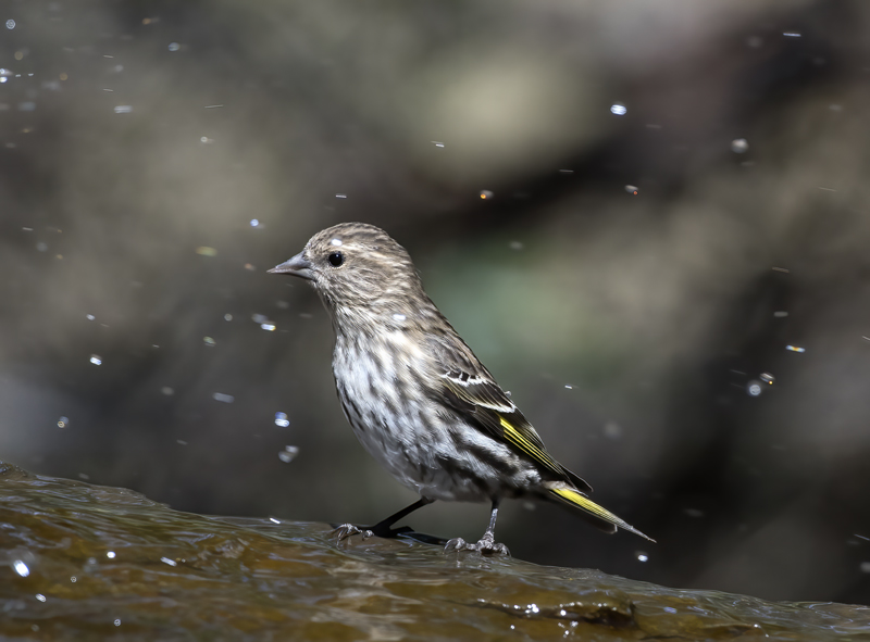 Pine_Siskin_18_AZ_014