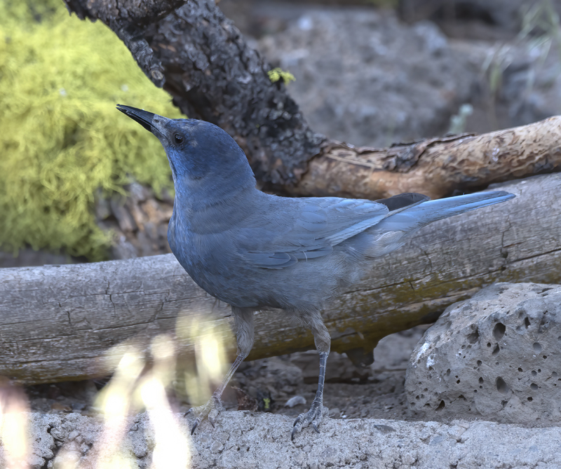 Pinyon_Jay_17_OR_001