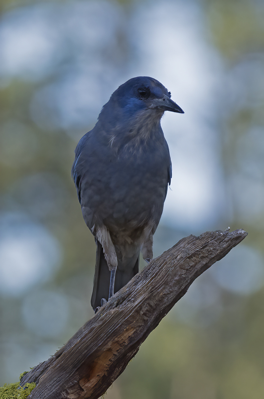 Pinyon_Jay_17_OR_014