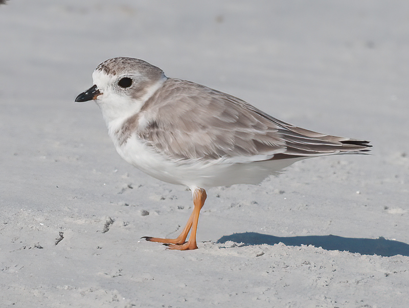 Piping_Plover_10_FL_008