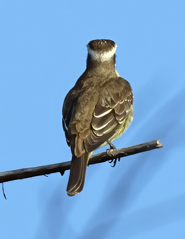 Piratic_Flycatcher_17_Costa_Rica_010