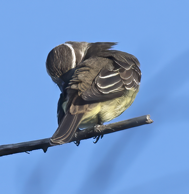 Piratic_Flycatcher_17_Costa_Rica_013