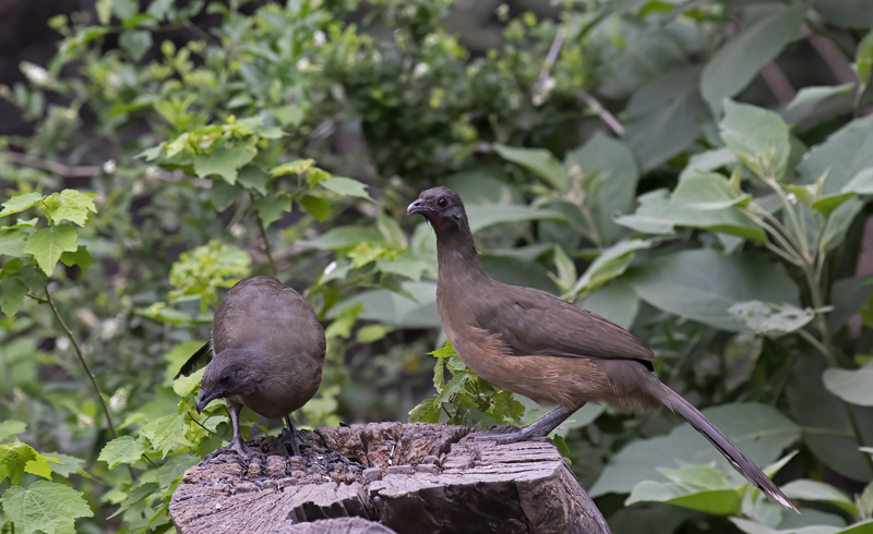 Plain_Chachalaca_19_TX_004