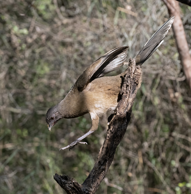 Plain_Chachalaca_24_TX_C_502