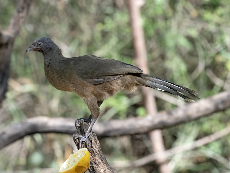 Plain_Chachalaca_24_TX_C_507