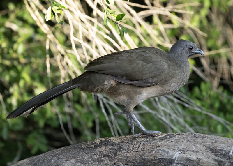 Plain_Chachalaca_24_TX_C_509
