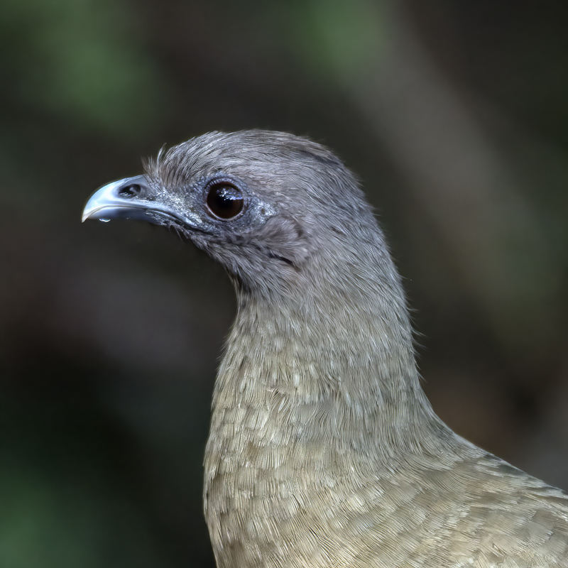 Plain_Chachalaca_TX_18_002